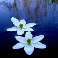 Shine Varghese