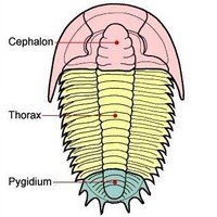 Trilobita Lee