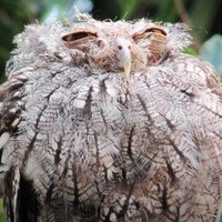 Жанета Гаврилова