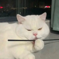 盛心怡