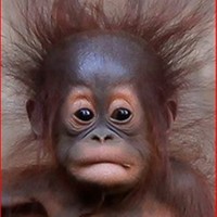 wojciech piotr blachowski sygulski