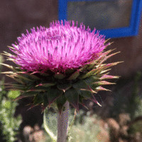 Thresa Maldonado, LMT, CD