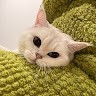 董雨莹