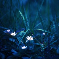 Flarethyself Flarethyself