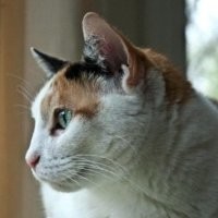 Adele De Mooy
