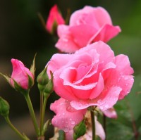 Shubham Shinde