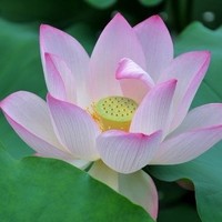 秦芳芳