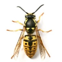 Bio Solution Pest Control Service P.L.
