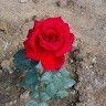 Sri Latha.J
