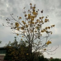 黄毅锋