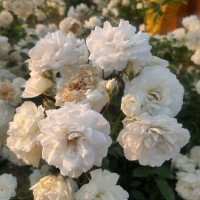 Mrinalini Pratap Singh