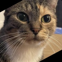 Katerina Ventouratos