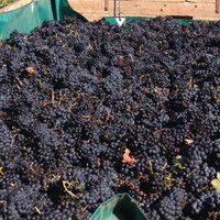 Asier Torrecilla Sesma