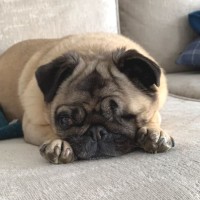 Matilda The Shorts Dog