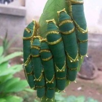 Nur Agung