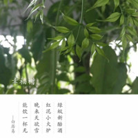 陆弟观