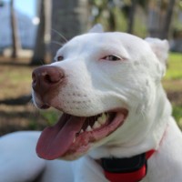 Oliver The Dog