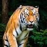Sabari Gireesh