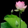 Thong truong huy