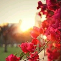 Jamshiya Jamaludheen