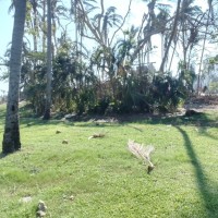 Cleotilde hernandez c