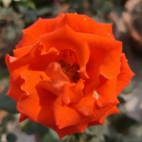 Chameli Bosu
