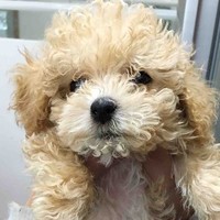 石丽燕