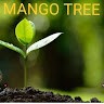 mango tree