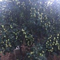 林振福