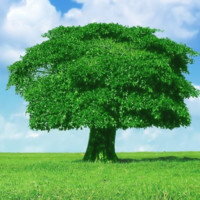 Green Element