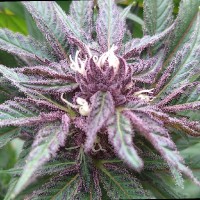 Andres Felipe Mondragon