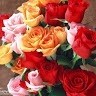 Ajaz Bhat