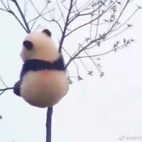 Snowy Liu