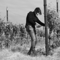 Joanna Wells - Castorani