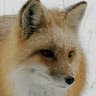 Don Fox