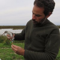 André Ferreira