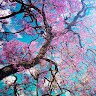 fiona de Wit