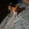 nilson C