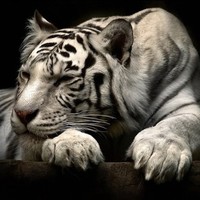 Nimesh Trivedi
