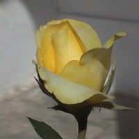 Omagh Zulfiqar Ali