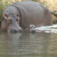 TURGWE HIPPO TRUST ZIMBABWE