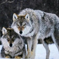 The Wulfpack Experience