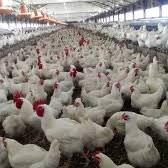 nunjeh bertrand gilles