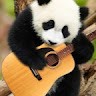 Shifu Master
