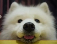 窦士杰