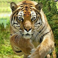 PRADEEP SINGH