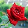 Hitesh Jangam