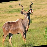 Mankhwitsene Mohale