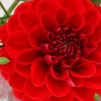 ابو نبراس الشبلي