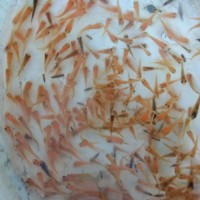 bibit ikan mas di banjarmasin